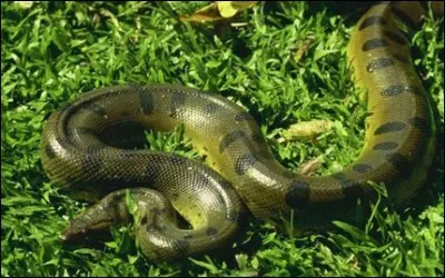 C'est un serpent de légende, sa taille et son poids en ont fait un mastodonte parmi les reptiles. Vous voulez en voir un, c'est faisable, accompagnez-moi ...