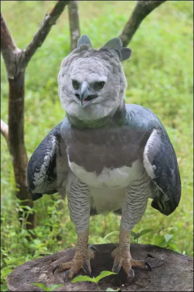 Identifier l'animal, c'est identifier le continent !