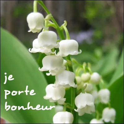 De quel continent le muguet est-il originaire ?