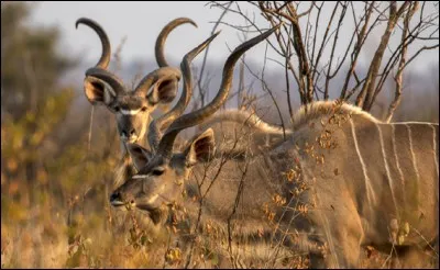 C'est là qu'il vous faut aller pour le voir !