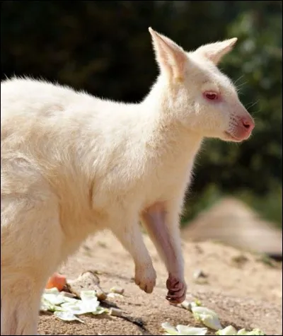 Identifiez l'albinos, et c'est gagné !