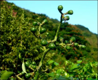 On l'appelle "prune de Cythère", d'après vous, quel est son continent d'origine ?