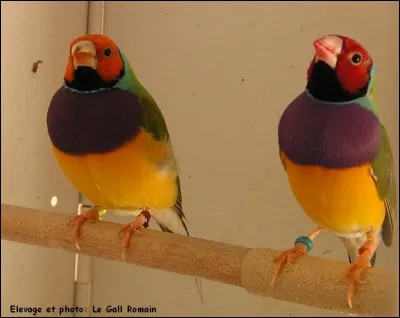 Comment s'appelle la langue la plus parlée en Chine ?