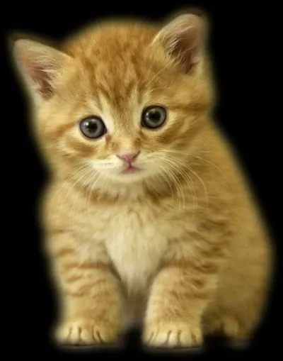 Si tu imaginais un chat, pourrais-tu me dire de quelle couleur et dans quelle position serait-il ?