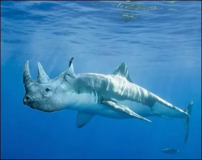 Ce requin a...