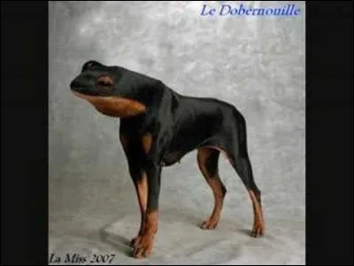 Quelle est cette race de chien avec une tête de grenouille ?