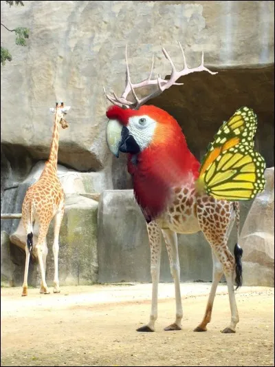 Ce mélange d'animaux compte combien d'animaux différents ?