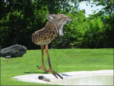 Combien de mélanges d'animaux voit-on près de l'eau ?