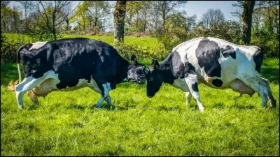 Quels animaux se battent ?