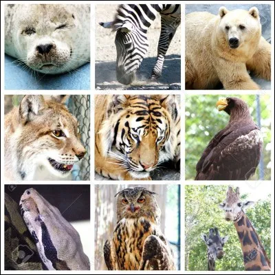 Combien y a-t-il de félins, d'oiseaux, de reptiles, d'ursidés, de mammifères et d'équidés ?