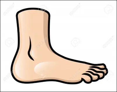 Comment dit-on "pied" ?