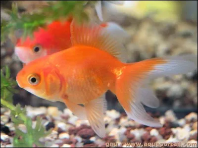 Comment dit-on &laquo;&nbsp;poisson&nbsp;&raquo; en espagnol ?