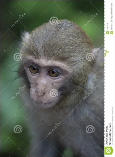 Comment dit-on &laquo;&nbsp;singe&nbsp;&raquo; en espagnol ?