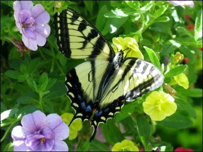 Comment dit-on &laquo;&nbsp;papillon&nbsp;&raquo; en espagnol ?