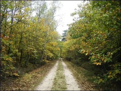 SOLOGNE - Dans quelle région administrative se situe cette région naturelle forestière ?