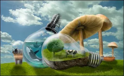 Quel est le nom des champignons hallucinogènes à chapeau conique ou ogival de couleur brun jaunâtre utilisés illégalement par les toxicomanes, dont la cueillette est interdite en France, et qui ne sont pas en photo ?