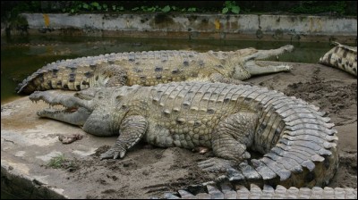 On peut voir des crocodiles de l'Orénoque au Vénézuela et en Colombie !