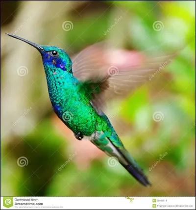 Le coeur du colibri bat jusqu'à 1200 fois par minute !