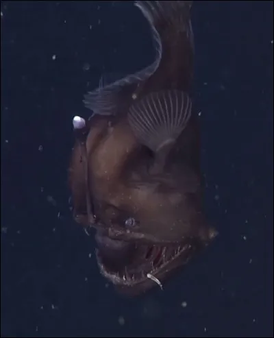 On connait mieux la cartographie de la lune que la cartographie de nos fonds sous-marins !