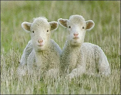 Comment dit-on "mouton" ?