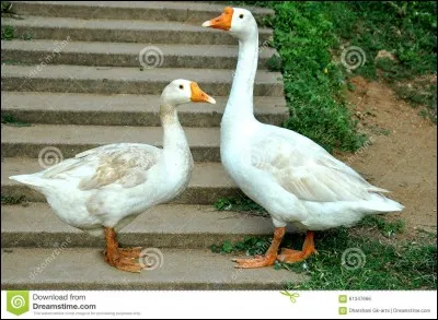 Comment dit-on "oies" au pluriel ?