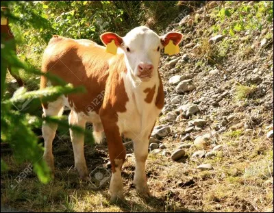 Comment dit-on "veau" ?