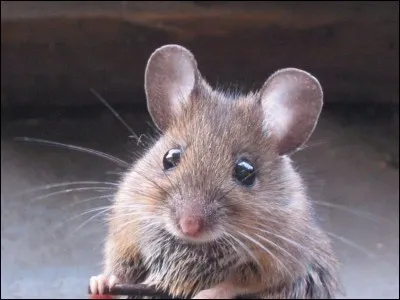 Comment dit-on "souris" au pluriel ?