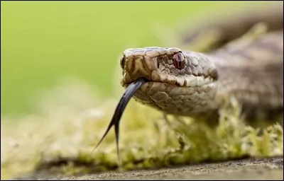 Quel est cet animal ?