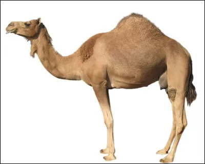 Combien de bosses le chameau a-t-il ? (Aidez-vous de l'image... Ou pas)
