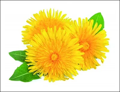 Comment le pissenlit est-il surnommé ?