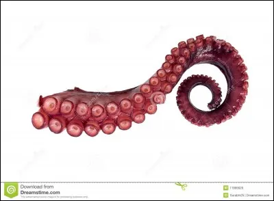 Le mot "Tentacule" est :