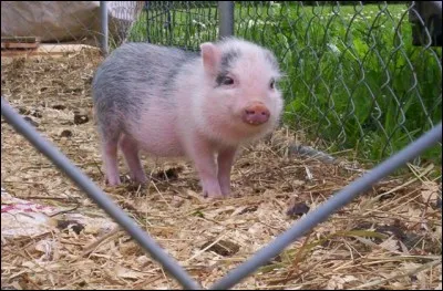 Laquelle de ces réponses ne désigne pas le petit du cochon ?