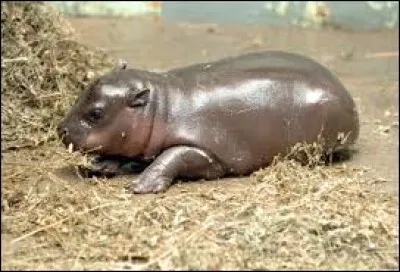 Quel est le/la cousin(e) principal(e) de l'hippopotame ?