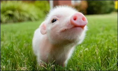 Le petit du cochon est le cochonnet !