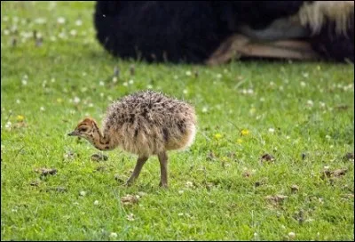 Comment s'appelle le bébé de l'autruche ?