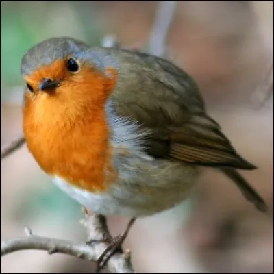 J'ai l'esprit confus, je suis dans le ... .