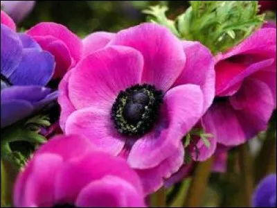 La jeune violoniste qui interpréta Vivaldi dans "Prodiges" , a les cheveux ... et non ... .