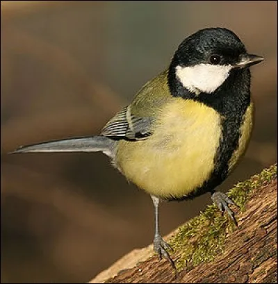 Combien comptez-vous de fautes dans cette phrase ?"Quoiqu'on en dise , notre langue n'est pas exempte d'embuches, tout attrayante qu'elle paraisse.