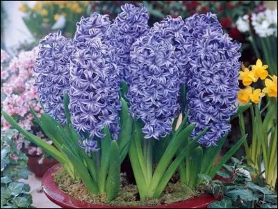 Cette phrase comporte-t-elle des fautes , " une barraque en ruines."