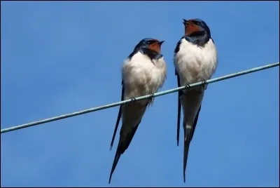Que faut-il écrire pour que la phrase soit correcte ? "Ne ... que la vengeance est un plat qui se mange froid.