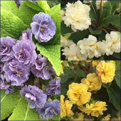 Elles se déclinent en plusieurs couleurs et annoncent gaiement le printemps.