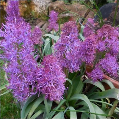 Quelle est cette variété de muscari dont la couleur lilas rend l'inflorescence très gracieuse ?