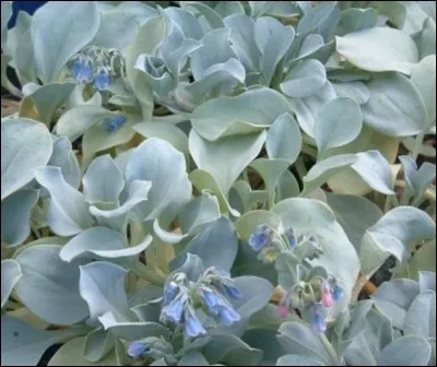 Elle est maritime et l'on dit que la plante a le goût de l'huître.
