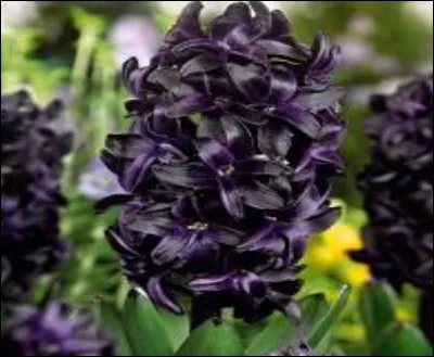 D'une couleur sombre et plutôt mystérieuse, imaginez-les dans un bouquet avec la variété blanche.