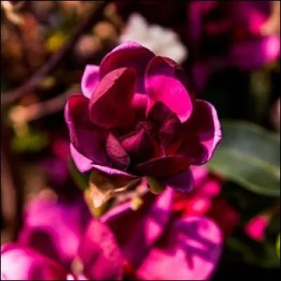 Somptueuses fleurs pour un arbre au port majestueux.