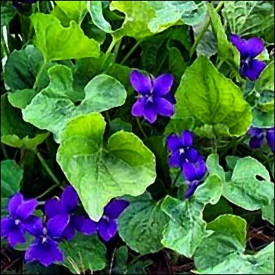 Celles-ci sont beaucoup plus discrètes mais d'un bleu très lumineux.