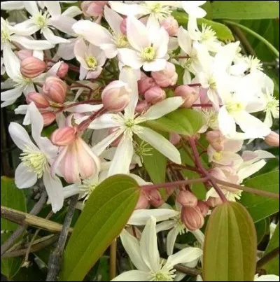 Une très agréable odeur de fleurs d'oranger ou de vanille selon la variété.