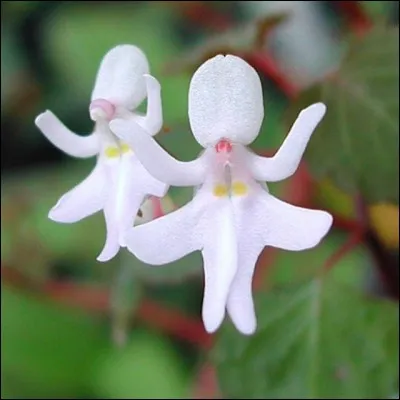 Un plan rapproché afin de voir toute l'élégance d'une corolle fine et délicate donnant l'impression de danser.