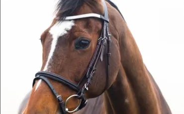 Quiz Galop 2