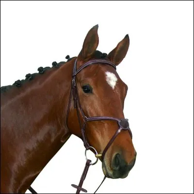 Comment s'appelle ce filet ?